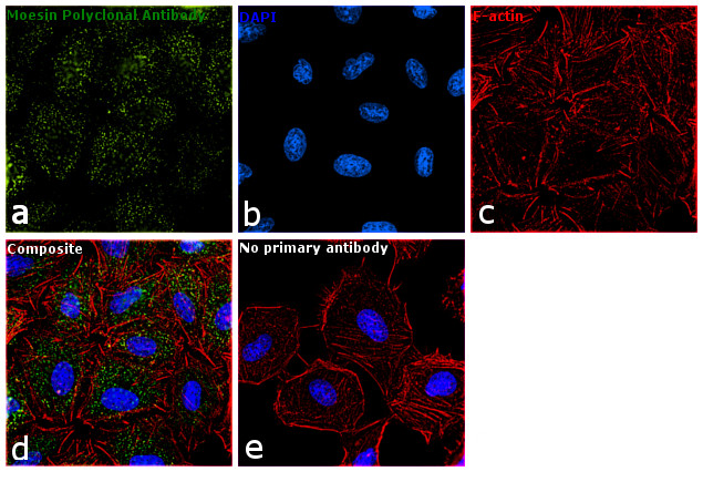 Moesin Antibody in Immunocytochemistry (ICC/IF)