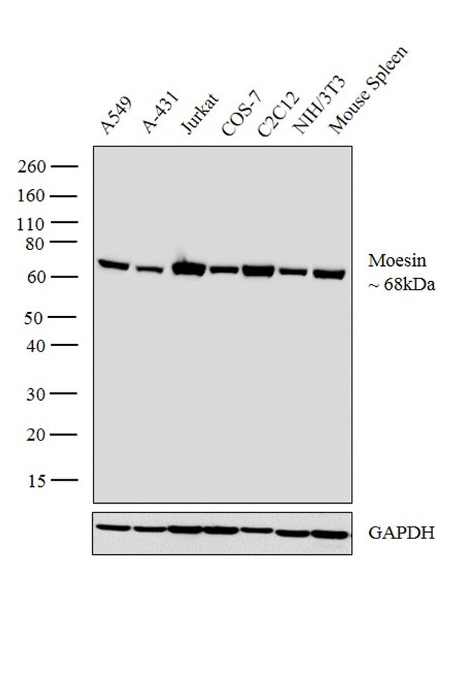 Moesin Antibody in Western Blot (WB)