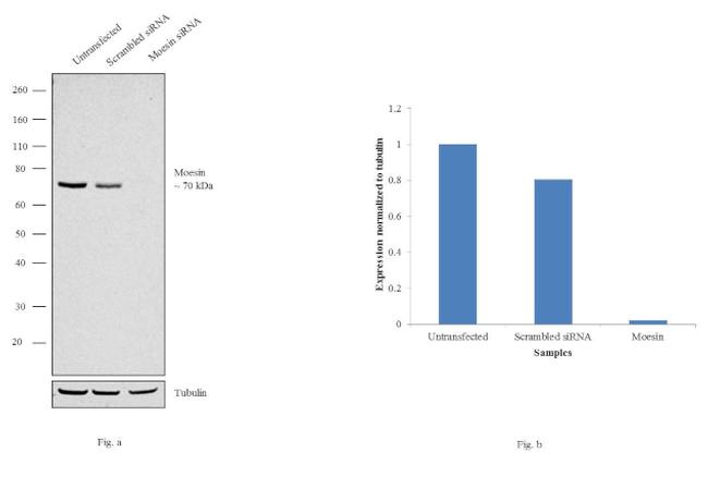 Moesin Antibody in Western Blot (WB)