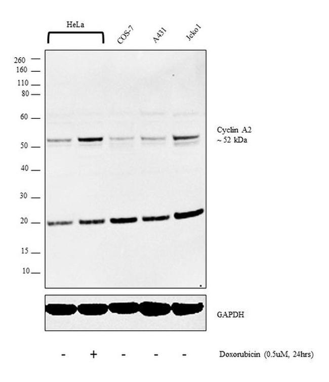 Cyclin A2 Antibody in Western Blot (WB)