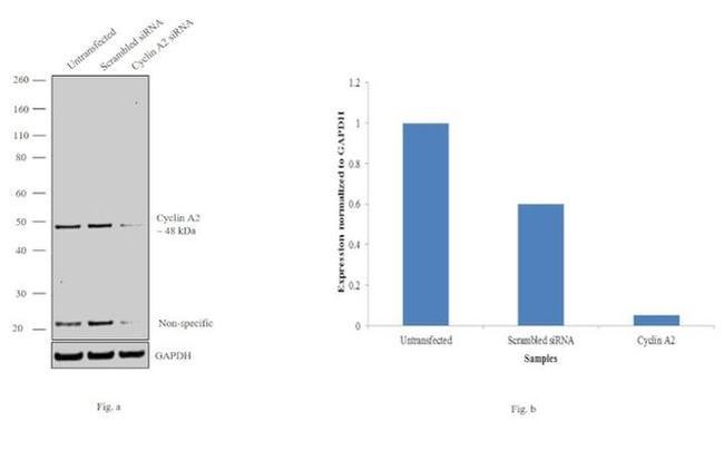 Cyclin A2 Antibody in Western Blot (WB)