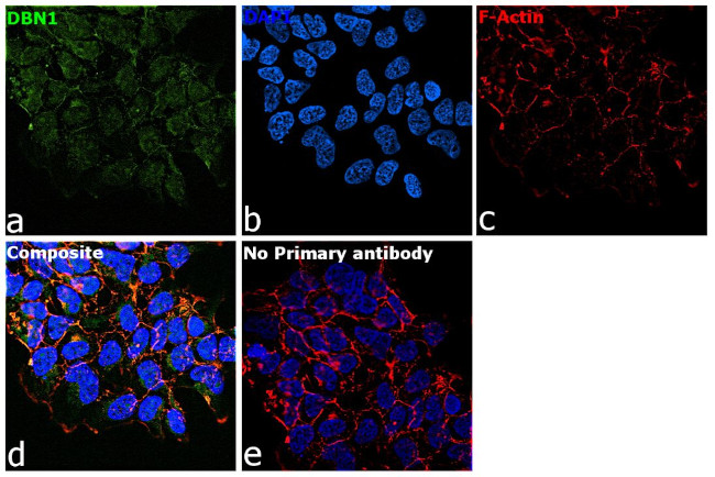 Drebrin Antibody in Immunocytochemistry (ICC/IF)