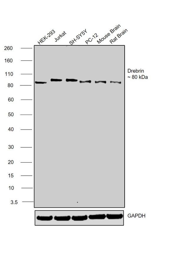 Drebrin Antibody in Western Blot (WB)