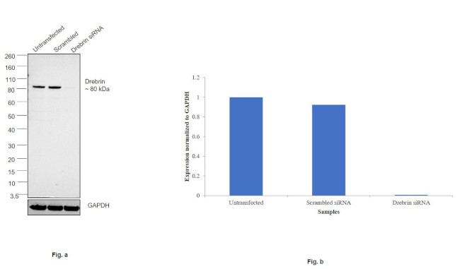 Drebrin Antibody