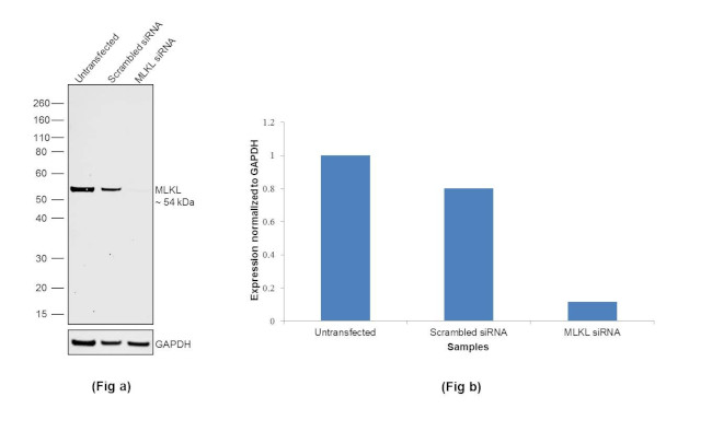 MLKL Antibody