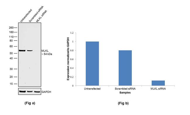 MLKL Antibody in Western Blot (WB)