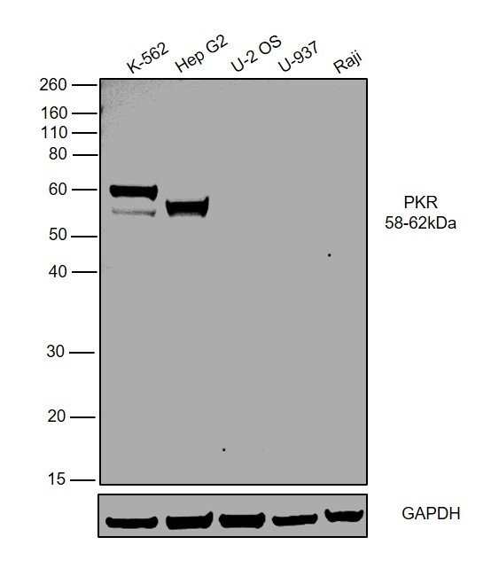 PKLR Antibody