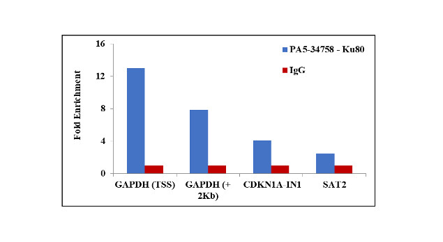 Ku80 Antibody in ChIP Assay (ChIP)