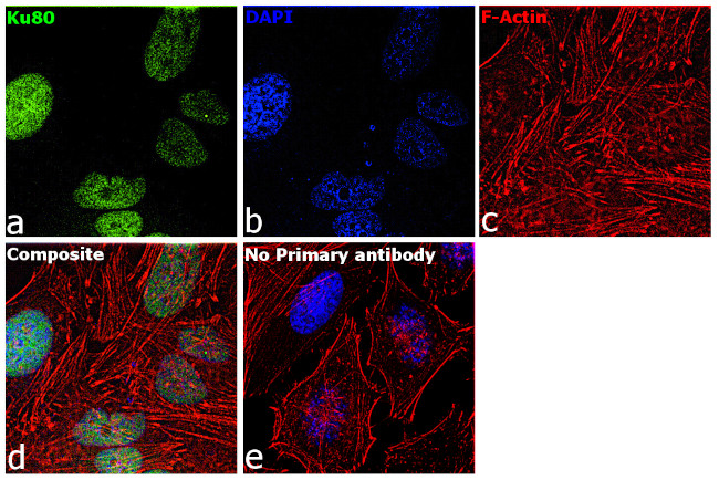 Ku80 Antibody in Immunocytochemistry (ICC/IF)