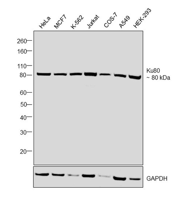 Ku80 Antibody in Western Blot (WB)