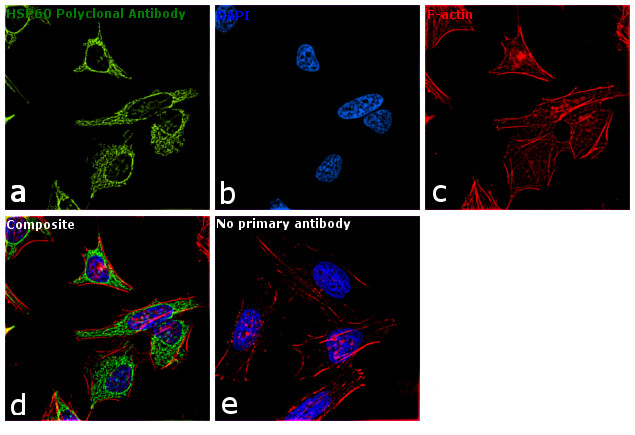 HSP60 Antibody in Immunocytochemistry (ICC/IF)