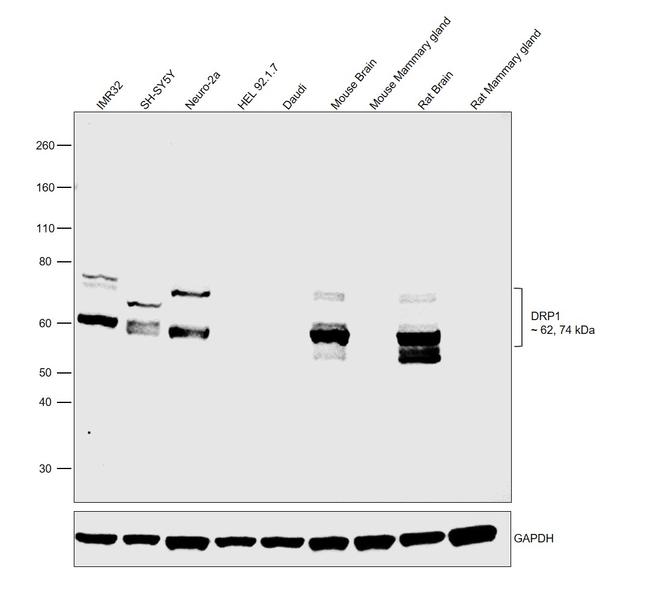 CRMP1 Antibody in Western Blot (WB)