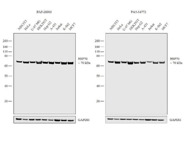 HSPA1A Antibody