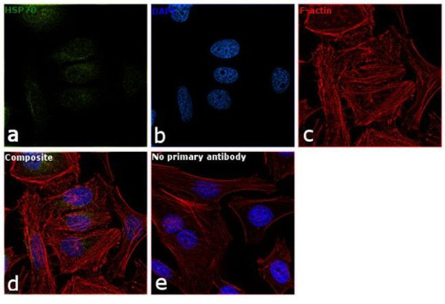 HSPA1A Antibody in Immunocytochemistry (ICC/IF)