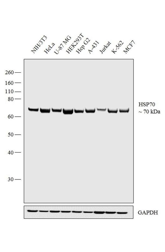 HSPA1A Antibody in Western Blot (WB)