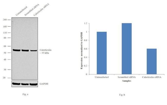 Calreticulin Antibody in Western Blot (WB)