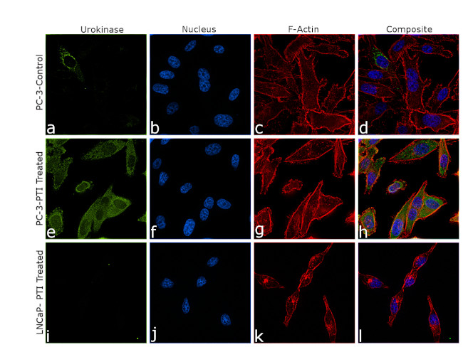 Urokinase Antibody in Immunocytochemistry (ICC/IF)