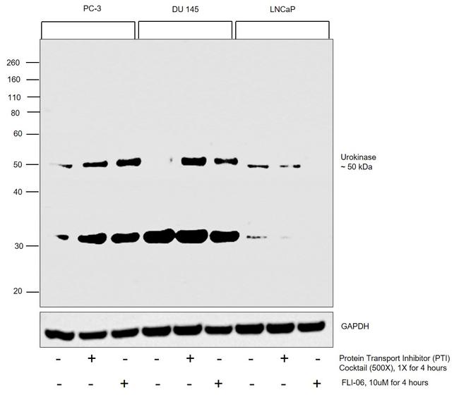 Urokinase Antibody in Western Blot (WB)