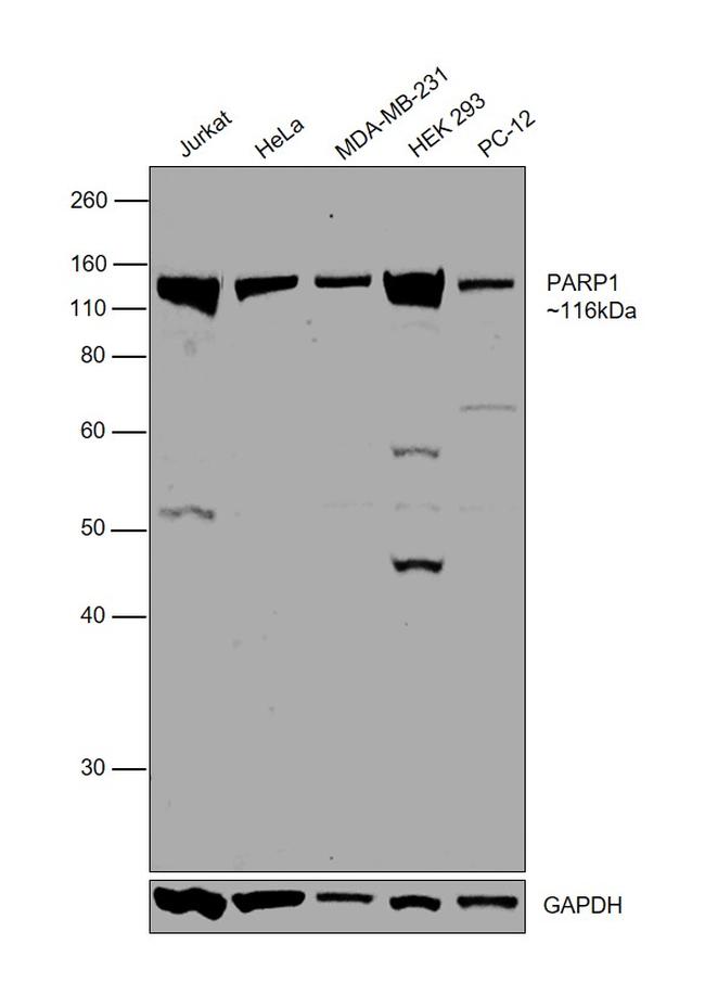 PARP1 Antibody in Western Blot (WB)