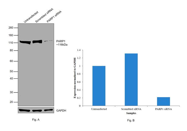 PARP1 Antibody in Western Blot (WB)