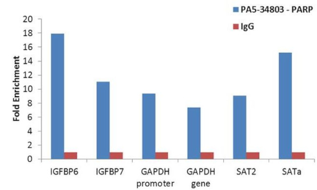 PARP1 Antibody in ChIP Assay (ChIP)