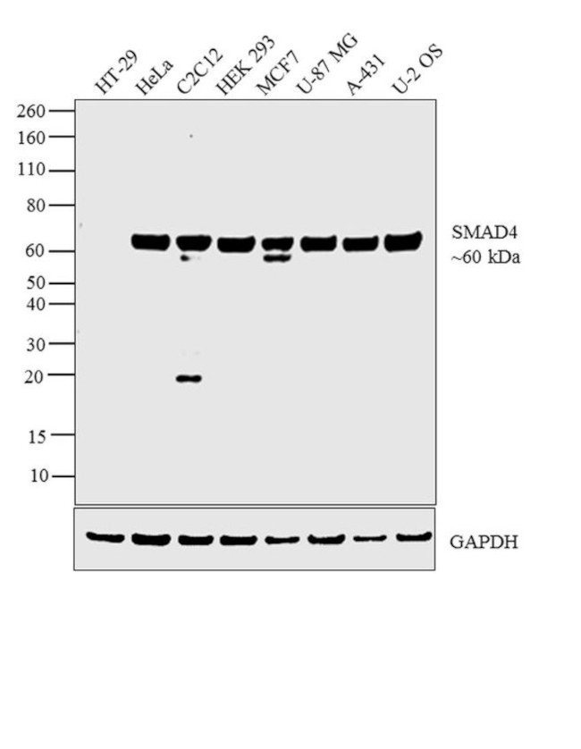 SMAD4 Antibody