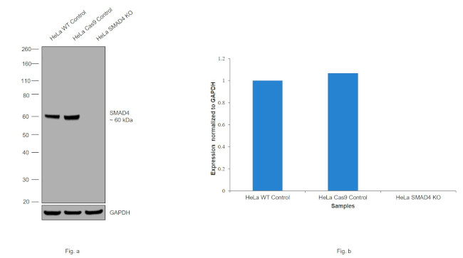 SMAD4 Antibody