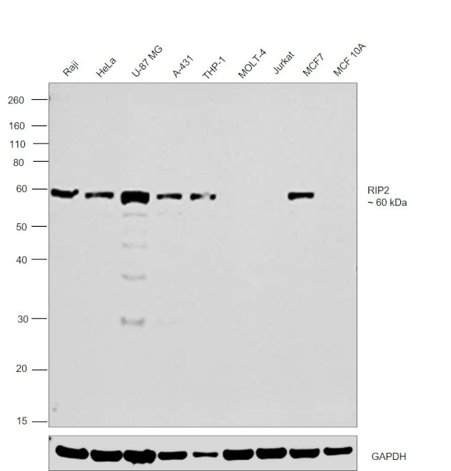 RIP2 Antibody