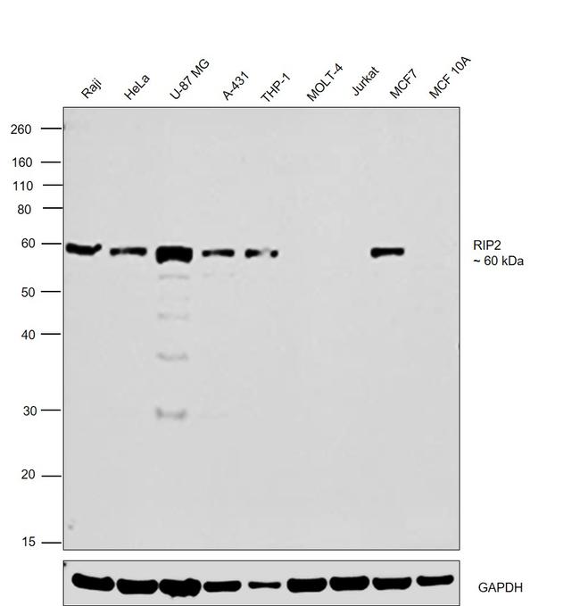 RIP2 Antibody in Western Blot (WB)