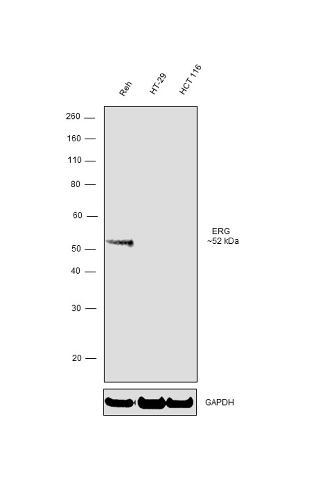 ERG Antibody