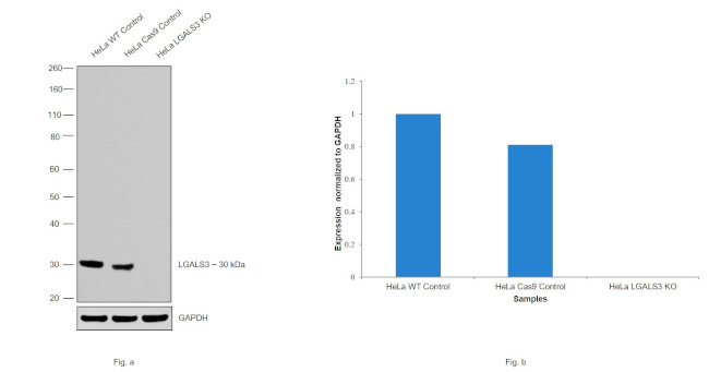 Galectin 3 Antibody