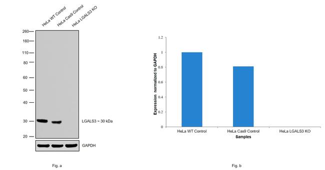 Galectin 3 Antibody in Western Blot (WB)