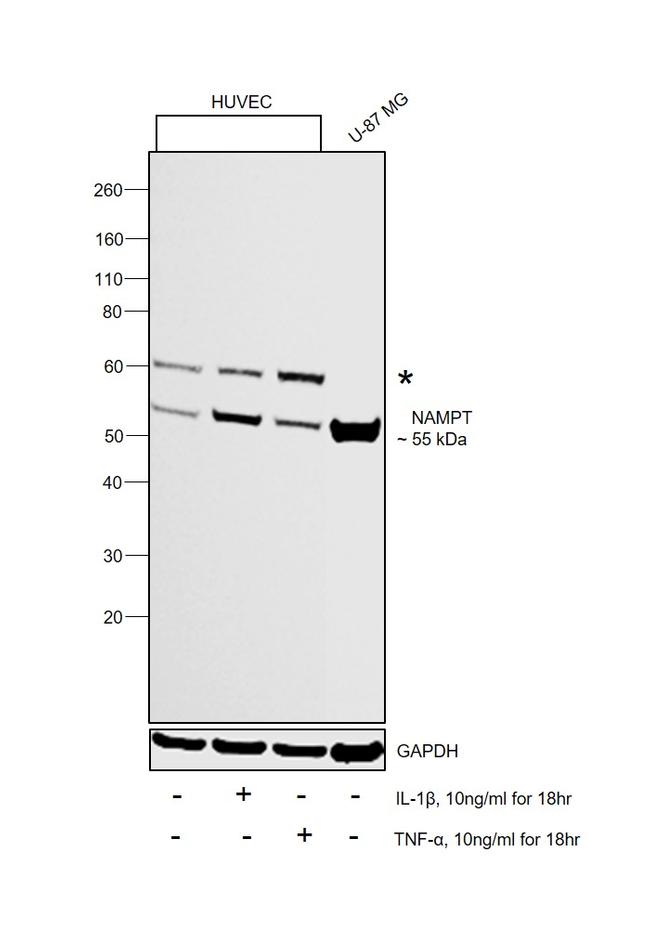 NAMPT Antibody in Western Blot (WB)