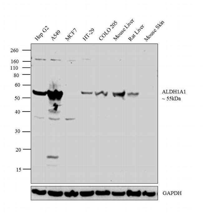 ALDH1A1 Antibody in Western Blot (WB)