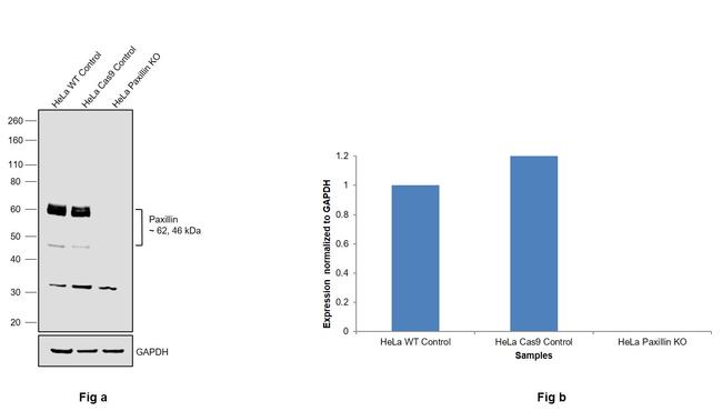 Paxillin Antibody in Western Blot (WB)