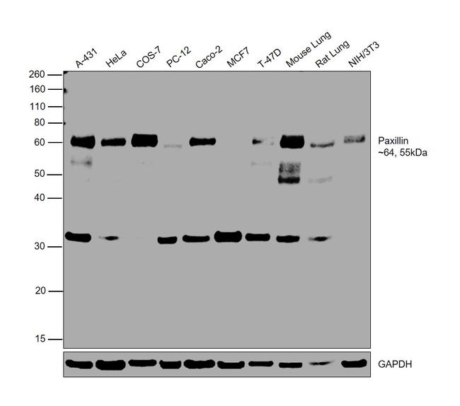 Paxillin Antibody in Western Blot (WB)