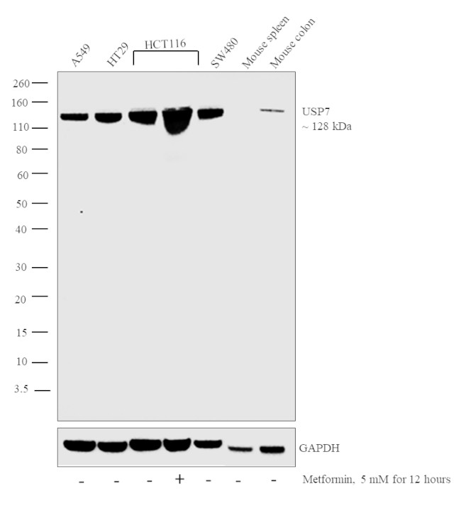 USP7 Antibody