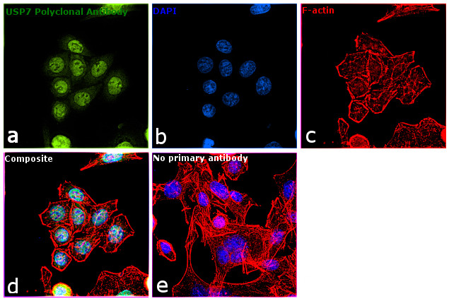 USP7 Antibody in Immunocytochemistry (ICC/IF)