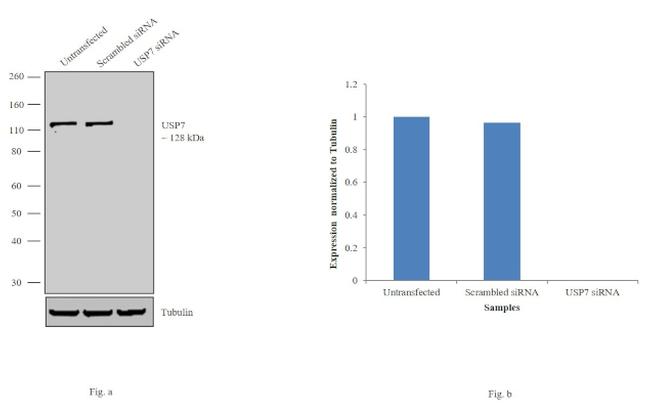 USP7 Antibody in Western Blot (WB)