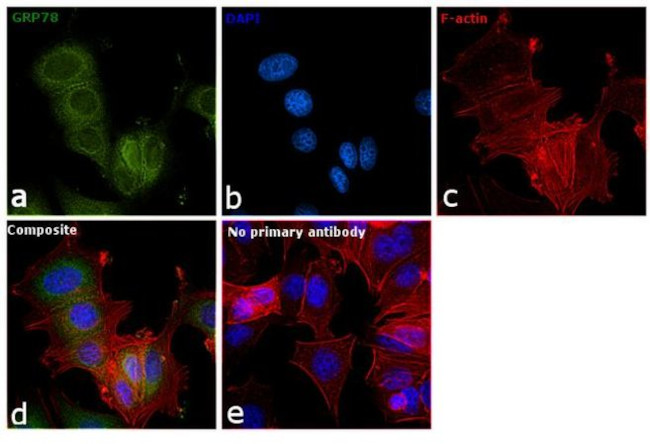 GRP78 Antibody in Immunocytochemistry (ICC/IF)