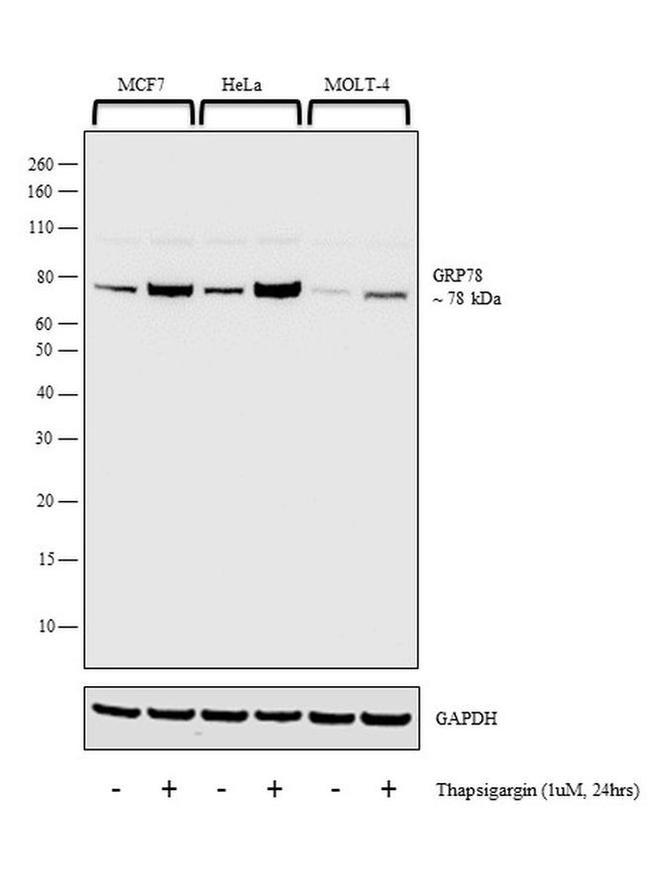 GRP78 Antibody in Western Blot (WB)