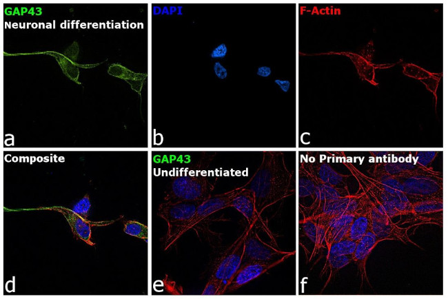 GAP43 Antibody