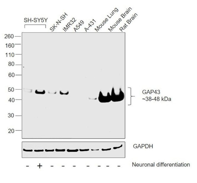 GAP43 Antibody