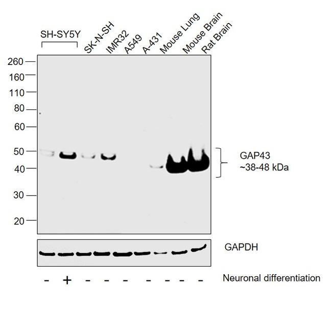 GAP43 Antibody in Western Blot (WB)