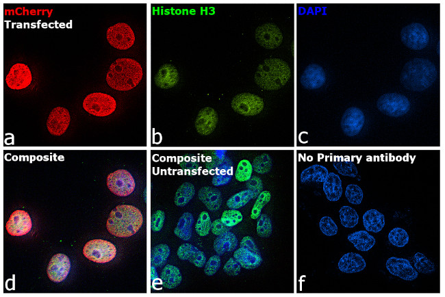 mCherry Antibody in Immunocytochemistry (ICC/IF)