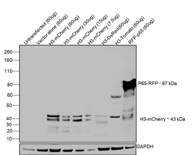 mCherry Antibody in Western Blot (WB)