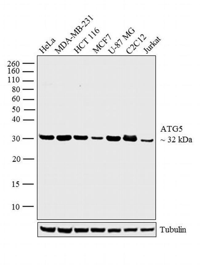 ATG5 Antibody in Western Blot (WB)