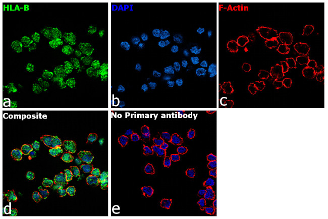 HLA-B Antibody in Immunocytochemistry (ICC/IF)