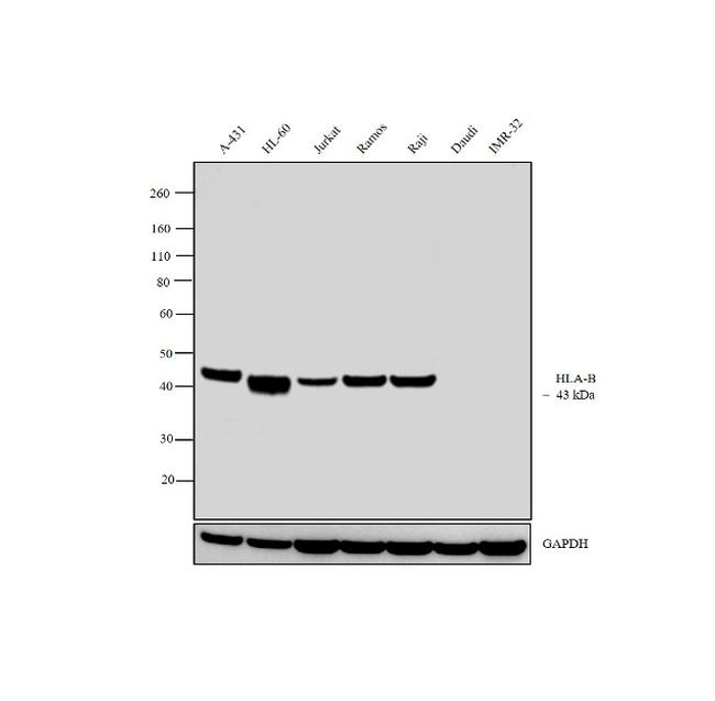 HLA-B Antibody in Western Blot (WB)