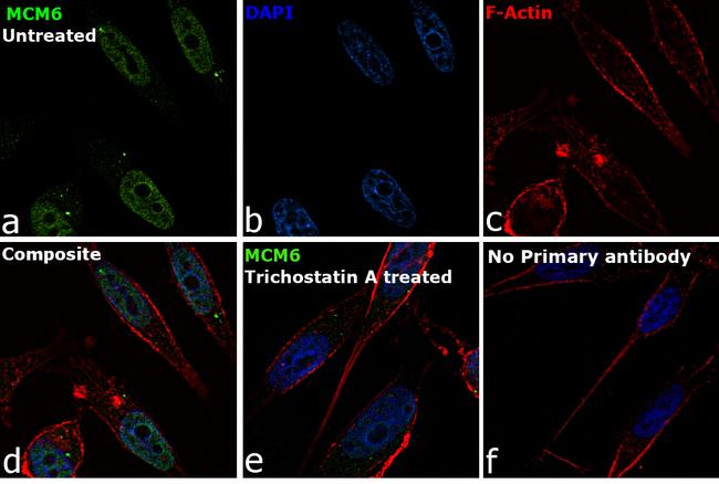 MCM6 Antibody